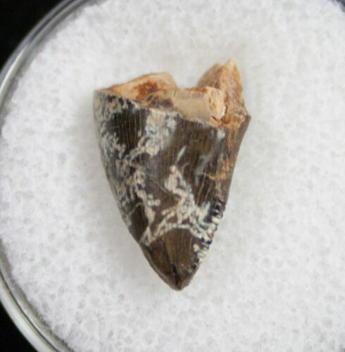 Tyrannosaurid Tooth Tip - Montana #9992